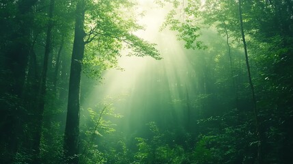 Obraz premium Misty morning in a dense forest, soft light creating a calming atmosphere, inviting meditation and relaxation, natural healing sanctuary