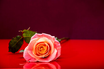 Rose © Robert