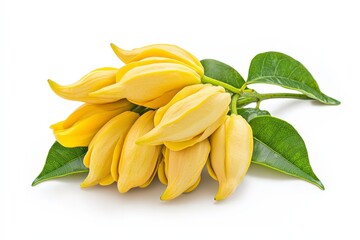Fototapeta premium A cluster of yellow flowers with green leaves on a white background.
