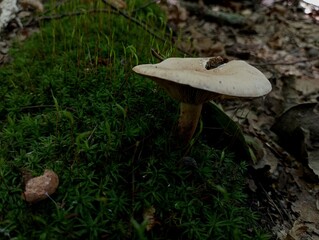 Fototapeta premium A poisonous mushroom with a wide hat in green moss. Autumn mushrooms in the forest. Natural backgrounds and textures with mushrooms.