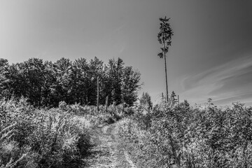 Landscapes -  Forest - Europe, Romania, Suceava region