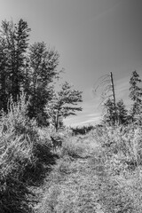 Landscapes -  Forest - Europe, Romania, Suceava region