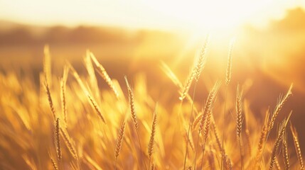 Fototapeta premium Golden Wheat Field at Sunset