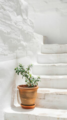 Fototapeta premium Terracotta pot with greenery on white stairs and a white plaster wall
