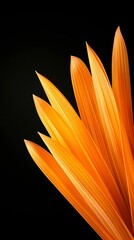 Blazing Petals: A Study in Orange and Black