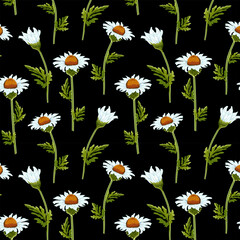 Fototapeta premium Field of daisies on a black background.Vector seamless pattern with daisies on a black background.
