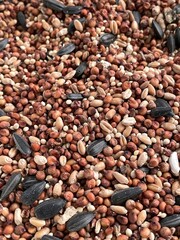 A macro shot of a bunch of bird seed.