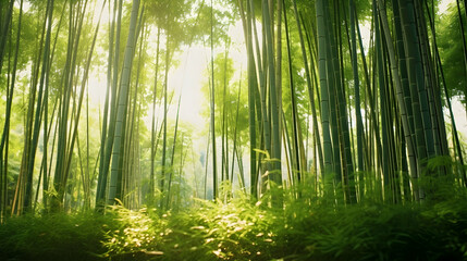 Obraz premium Bamboo forest in gentle sunlight
