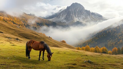 Horse in the pasture. Panorama with horse eating grass free in the mountains. View of the peaks, green meadows and mountains with mist in autumn. Val Grande National Park