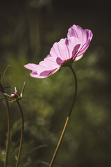 Rosa Blume im Garten