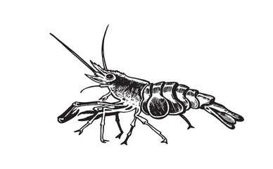 Graphical shrimp isolated on white background,vector illustration