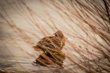 Lake Geneva. Wildlife of Switzerland. Ducks on the lake.