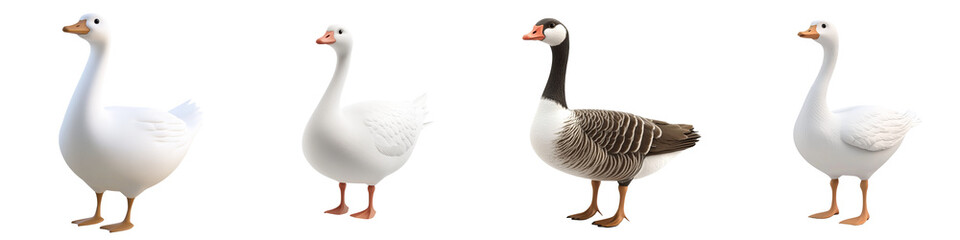 Obraz premium A diverse collection of geese showcasing various species and colors, ideal for nature and wildlife photography.