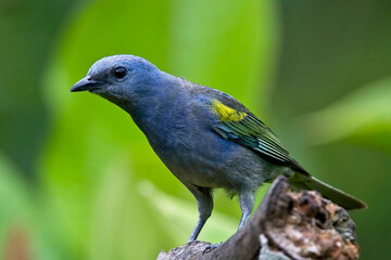 Golden-chevroned Tanager (Thraupis ornata), male perched on a stump, Serra Bonito Reserve, Brazil. A Brazilian Endemic.
