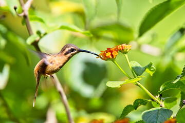 Reddish Hermit (Phaethornis ruber), female sipping nectar, Serra Bonito Reserve, Brazil.