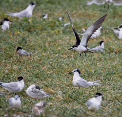 Adult Sooty Tern (Onychoprion fuscatus) in a Sandwich Tern (Thalasseus sandvicensis) colony at Cemlyn Bay NWWT, Anglesey, Wales, UK.