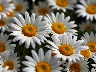Fototapeta premium A close-up of vibrant white daisies with bright yellow centers, set against a dark background, showcasing their natural beauty. AI generated.