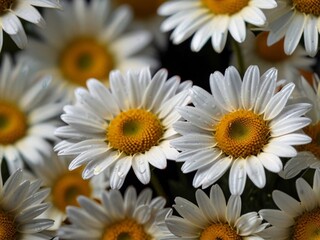 Fototapeta premium A close-up of vibrant white daisies with bright yellow centers, set against a dark background, showcasing their natural beauty. AI generated.