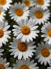Obraz premium A close-up of vibrant white daisies with bright yellow centers, set against a dark background, showcasing their natural beauty. AI generated.