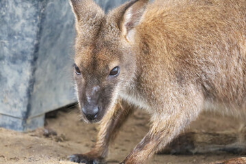 Close up The kangaroo is stay in garden