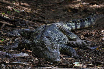Close up crocodile is action show head in garden