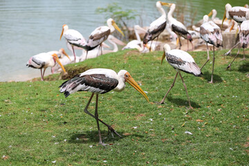 The Painted Stork bird (Mycteria leucocephala) in garden