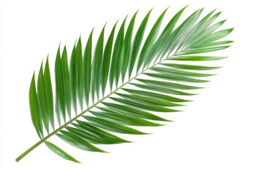 Obraz premium A vibrant green palm leaf with elongated fronds, showcasing natural beauty and texture.