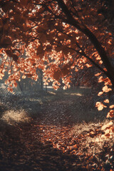 Fototapeta premium Autumn