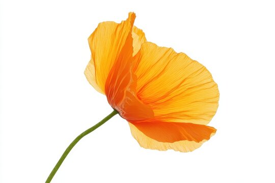 A vibrant orange flower with delicate petals against a white background.