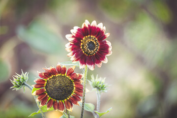 Garden in summer, amazing red and yellow sunflower close-up, Floral Pattern for Nature-Themed Decoration, Vibrant Yellow Blooms for Garden-Inspired Wallpaper or Desktop Background
