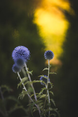 Garden summer theme - Globe thistle Echinops ritro amazing blue flowers Floral Pattern for Nature-Themed Decoration, Vibrant blue balls for Garden-Inspired