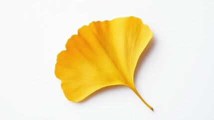 Naklejka premium A vibrant yellow ginkgo leaf displayed on a clean white background.