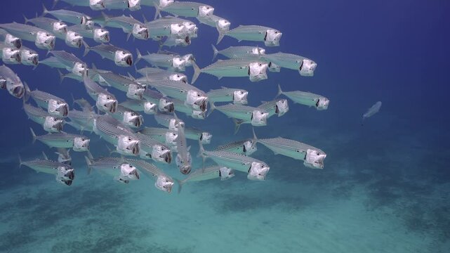 Closeup, school of Mackerelswims with open mouths and eating filtering for zooplankton under surface of dark blue Ocean, Slow motion. Striped mackerel or Indian mackerel (Rastrelliger kanagurta) 
