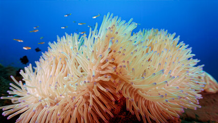 Underwater photo of anemone at a coral reef. From a scuba dive in Bali, Indonesia.