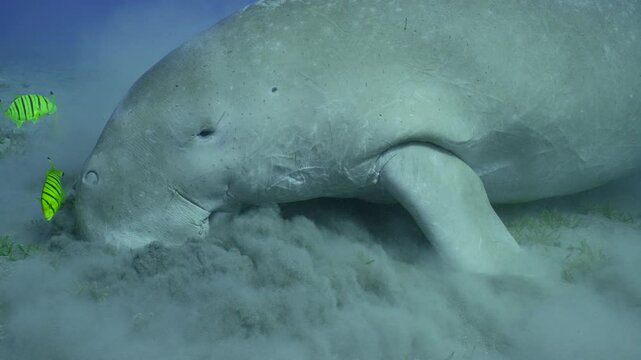 Se Cow or Dugong (Dugong dugon) raises silt clouds when eating Smooth ribbon seagrass (Cymodoce rotundata) on seagrass bed, slow motion