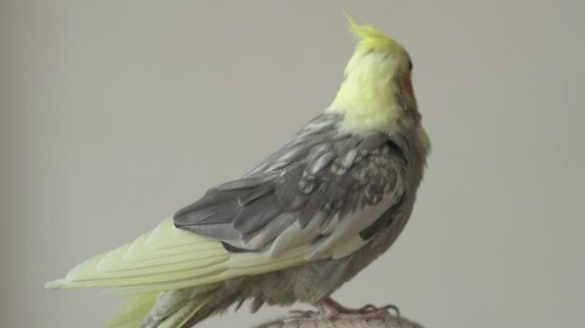 Funny cockatiel parrot, pet at home. Yellow gray cockatiel parrot flies around the apartment
