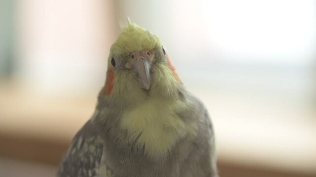 Funny cockatiel parrot, pet at home. Yellow gray cockatiel parrot flies around the apartment