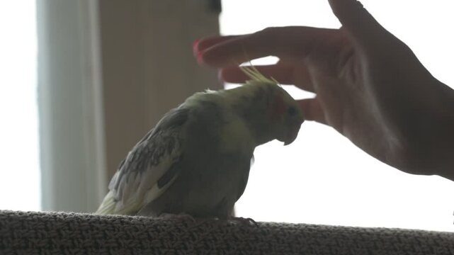 Funny cockatiel parrot, pet at home. Yellow gray cockatiel parrot flies around the apartment