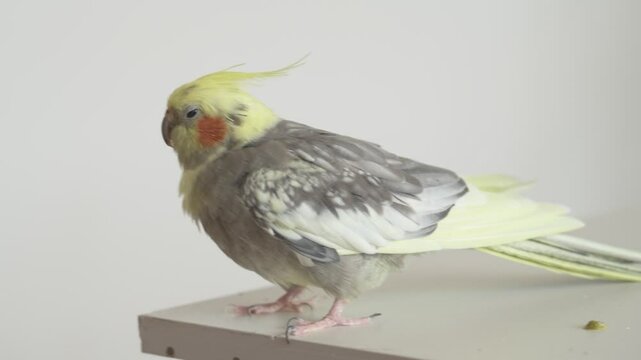 Funny cockatiel parrot, pet at home. Yellow gray cockatiel parrot flies around the apartment