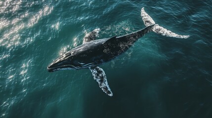 A humpback whale swimming gracefully in the ocean, showcasing marine life beauty.