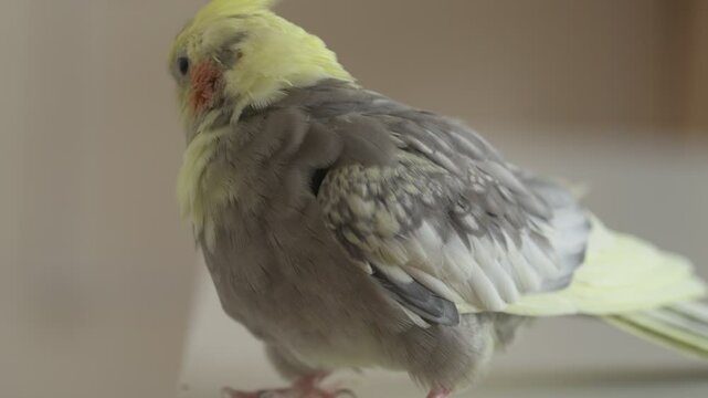 Funny cockatiel parrot, pet at home. Yellow gray cockatiel parrot flies around the apartment