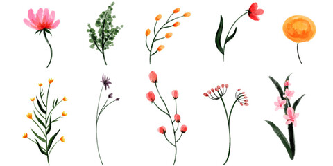 red poppies on a white background