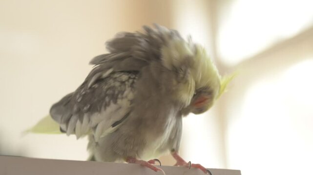 Funny cockatiel parrot, pet at home. Yellow gray cockatiel parrot flies around the apartment