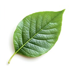 Obraz premium Single Vivid Green Leaf Against Clean White Background