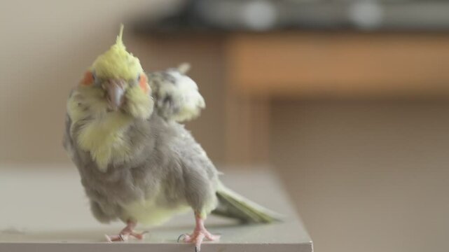 Funny cockatiel parrot, pet at home. Yellow gray cockatiel parrot flies around the apartment