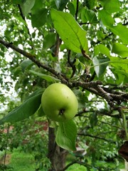 Single apple on branch of apple tree, parkdale, oregon