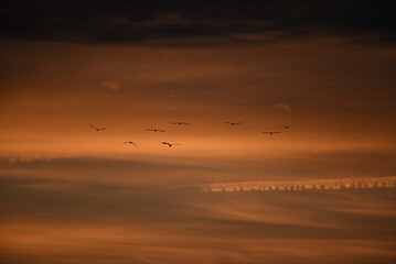 Reddish sky with birds and lineal clouds at dusk