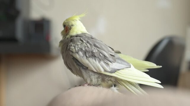 Funny cockatiel parrot, pet at home. Yellow gray cockatiel parrot flies around the apartment