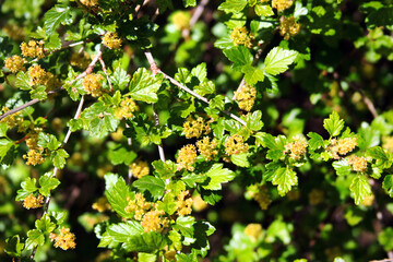 Alpine currant, or Ribes alpinum flowers in a garden