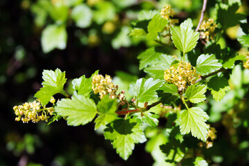 Alpine currant, or Ribes alpinum flowers in a garden